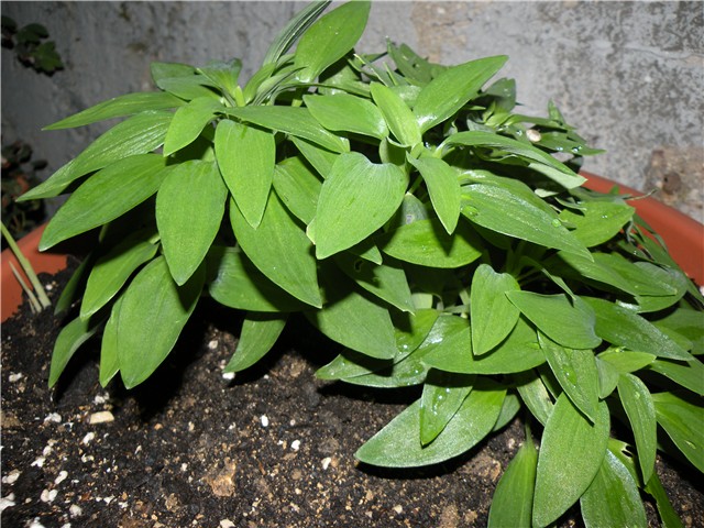alstromeria